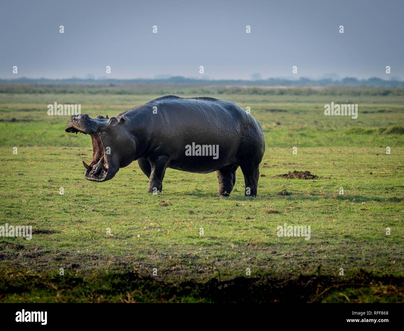 Hippopotamus mouth hi-res stock photography and images - Page 3 - Alamy