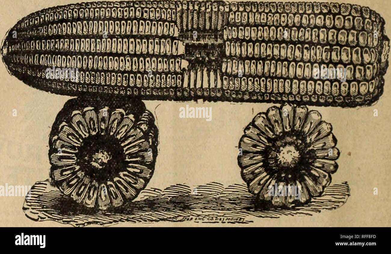 Spring 1902 Annual Catalogue Improved Northern Grown Farm And