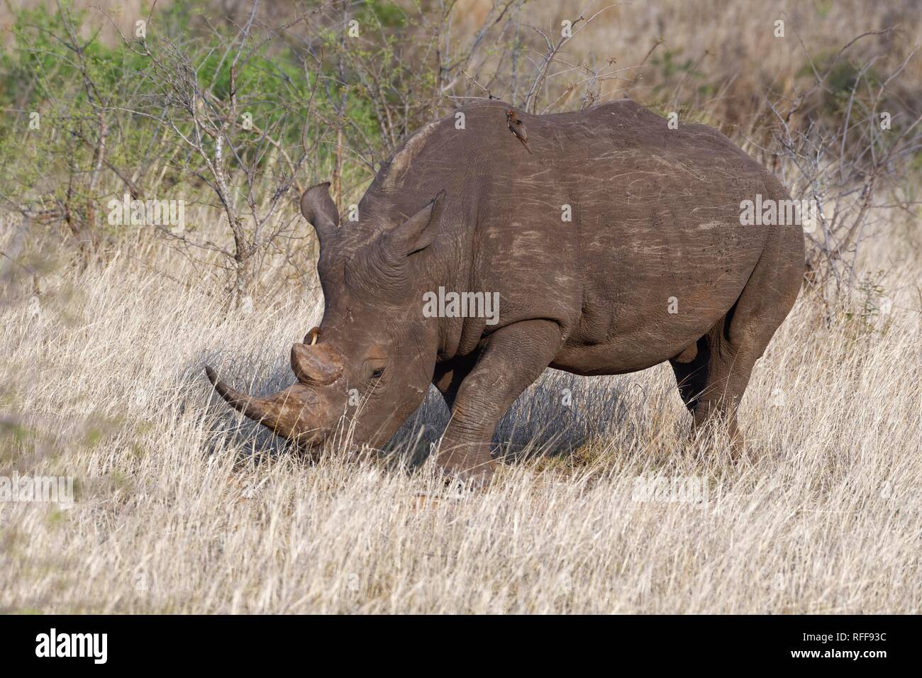 White rhinoceros (Ceratotherium simum), adult male, foraging, with two perched red-billed oxpeckers (Buphagus erythrorhynchus) Stock Photo