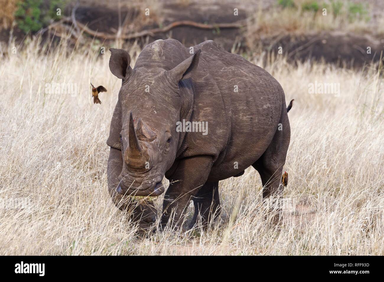 White rhinoceros (Ceratotherium simum), walking adult male, feeding on dry grass, with two red-billed oxpeckers (Buphagus Stock Photo