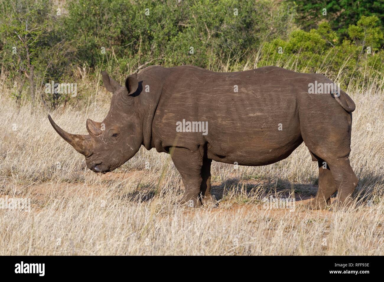 White rhinoceros (Ceratotherium simum), adult male, feeding on dry grass, Kruger National Park, South Africa Stock Photo