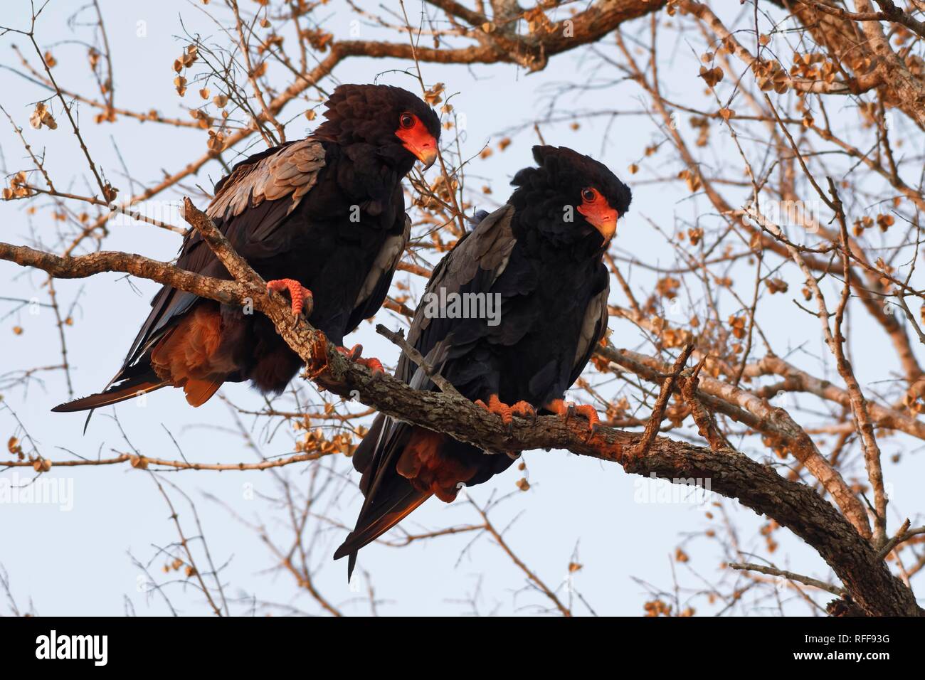 Bateleur eagles (Terathopius ecaudatus), two adult birds, on a tree branch, looking for prey, evening light Stock Photo