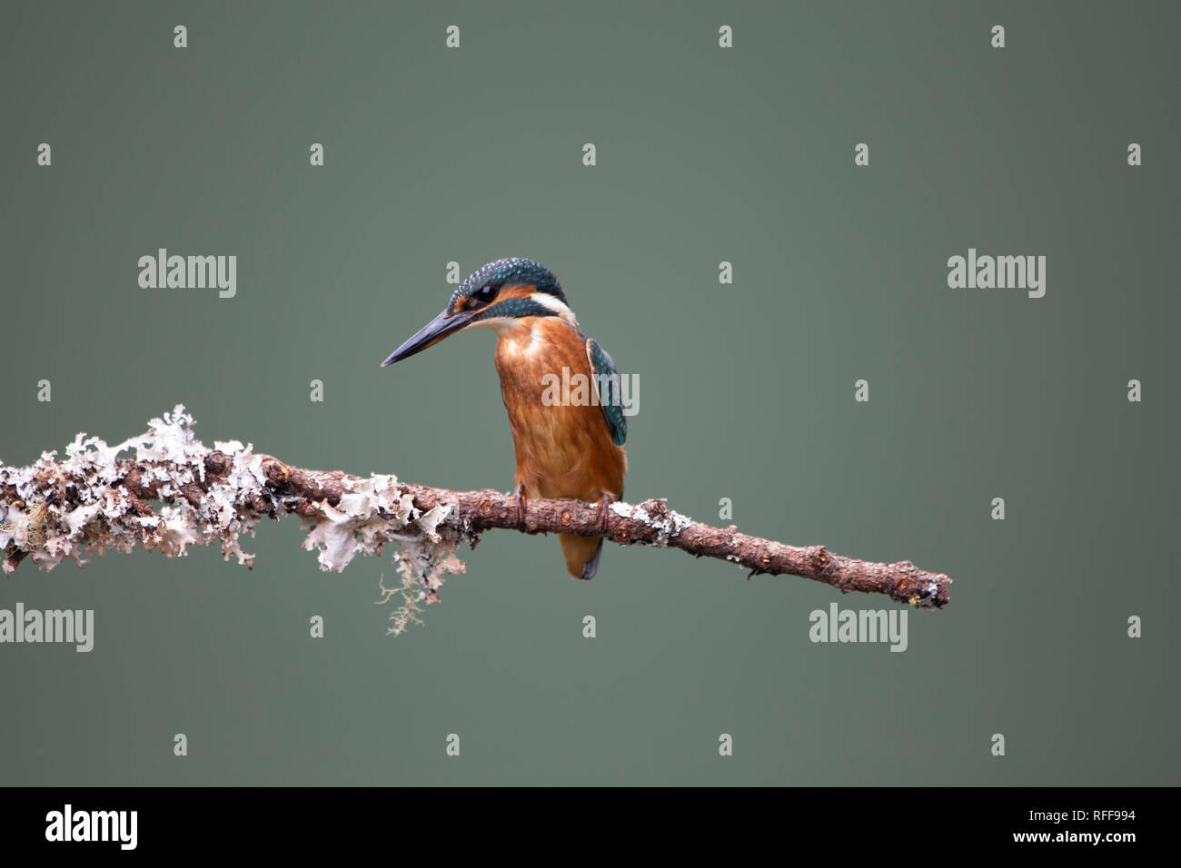 European Kingfisher on a branch Stock Photo