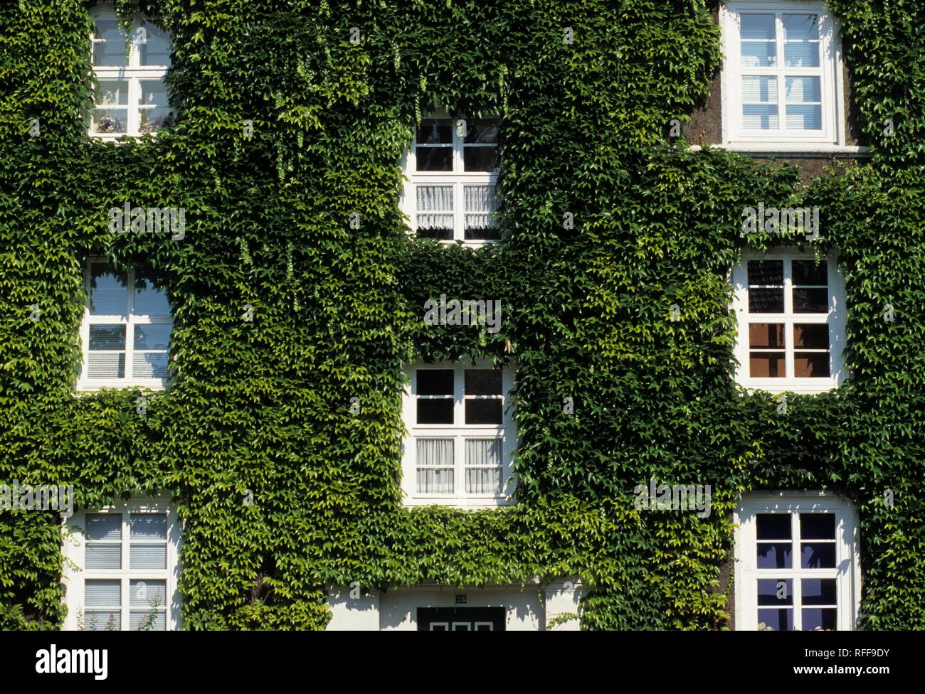 https://c8.alamy.com/comp/RFF9DY/deu-germany-essen-facade-of-a-house-overgrwon-by-ivy-RFF9DY.jpg