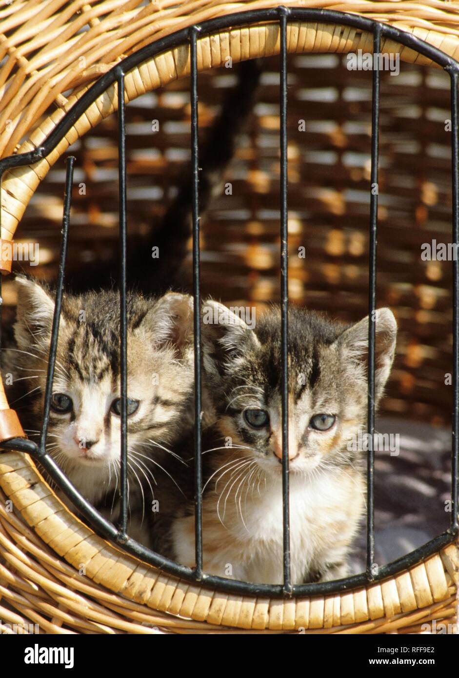 DEU, Germany Essen : Young cats in an animal shelter Stock Photo