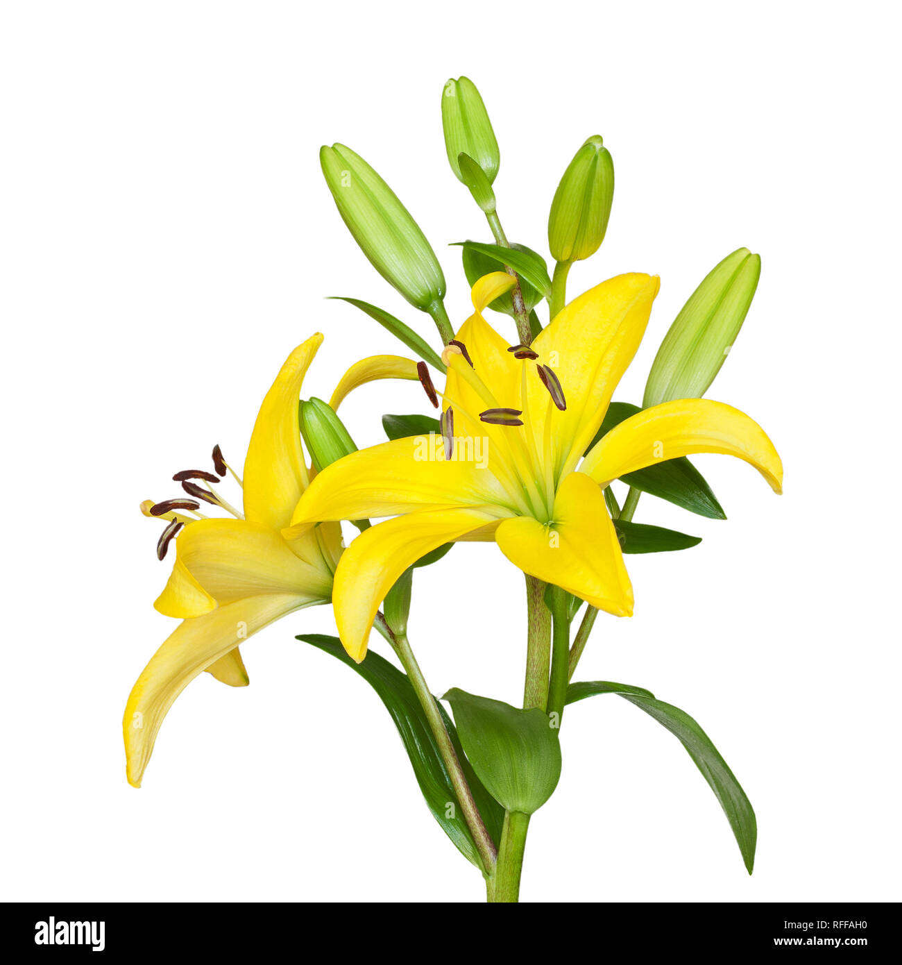 Yellow lily isolated on white Stock Photo Alamy
