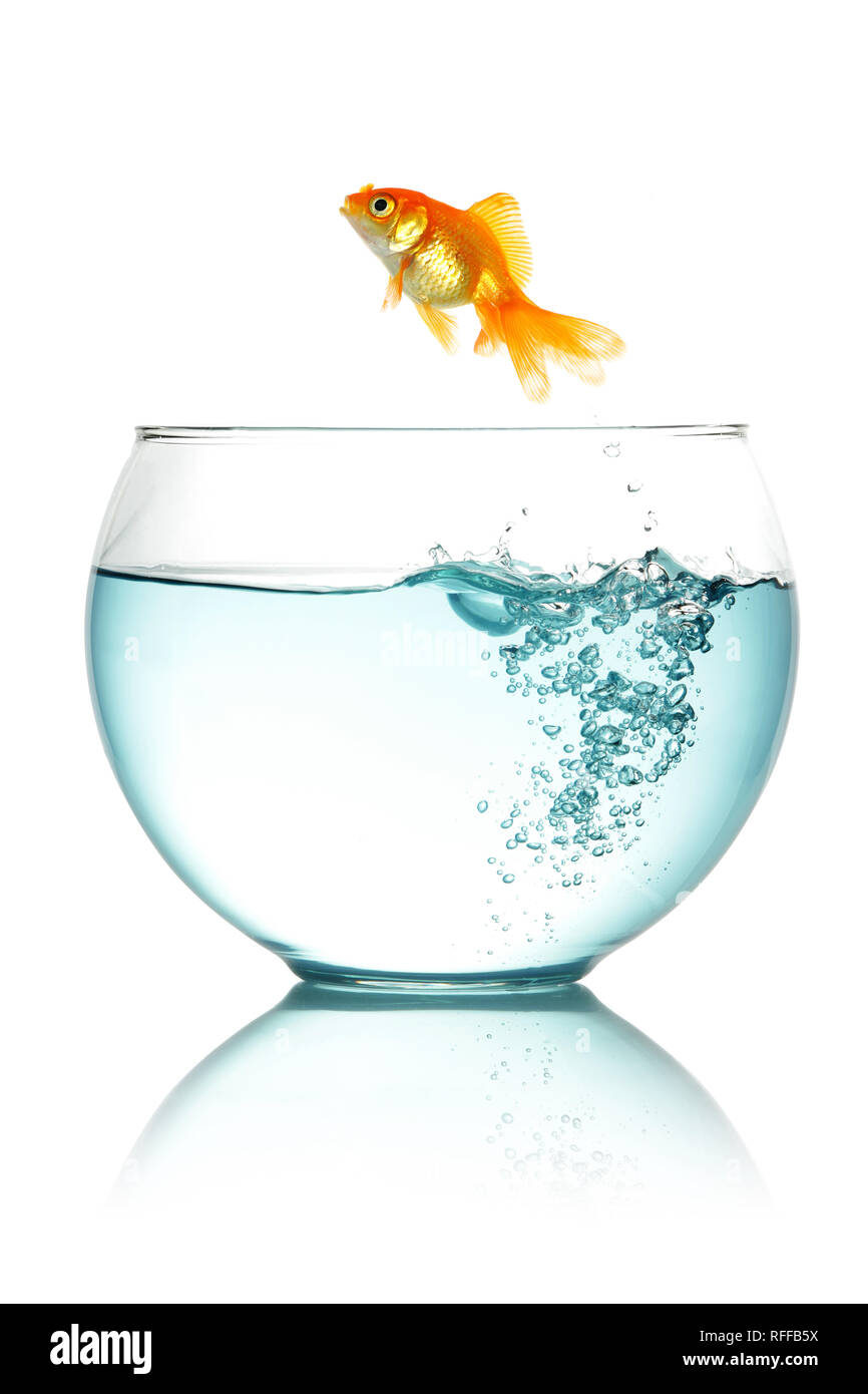 Goldfish jumping out of fishbowl isolated on white Stock Photo Alamy