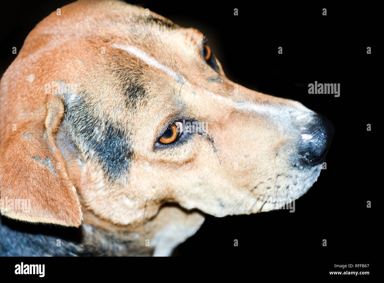 A cute brown colored Indian Street Dog Also Know as Puppy Dog on black background. Puppy of Indian Local Dog looking up. Studio shot. Copy space. Stock Photo
