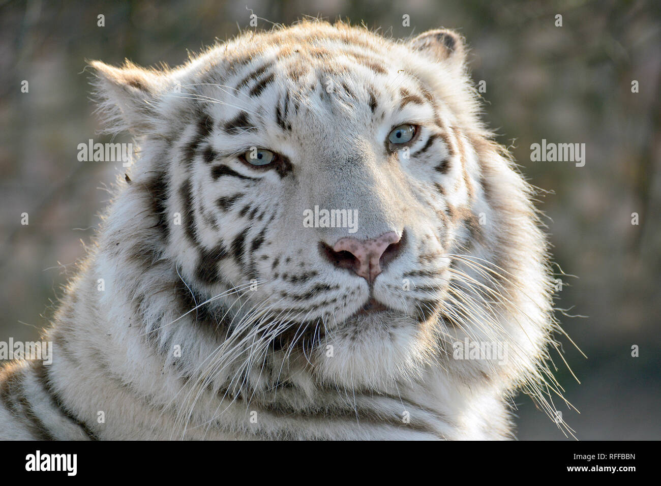 Bleached tiger hi-res stock photography and images - Alamy