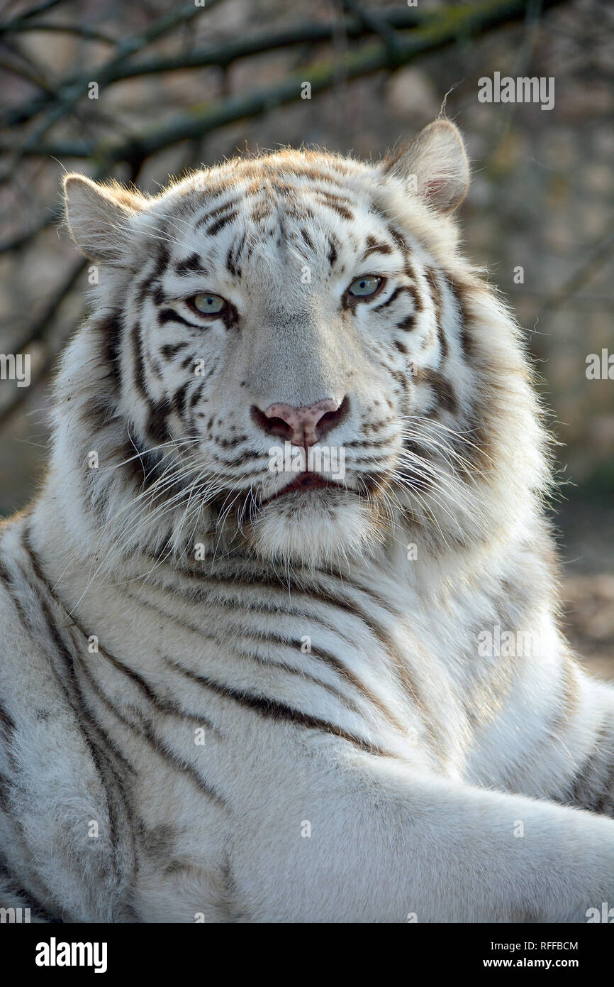 white tiger or bleached tiger, fehér tigris, Panthera tigris Stock Photo