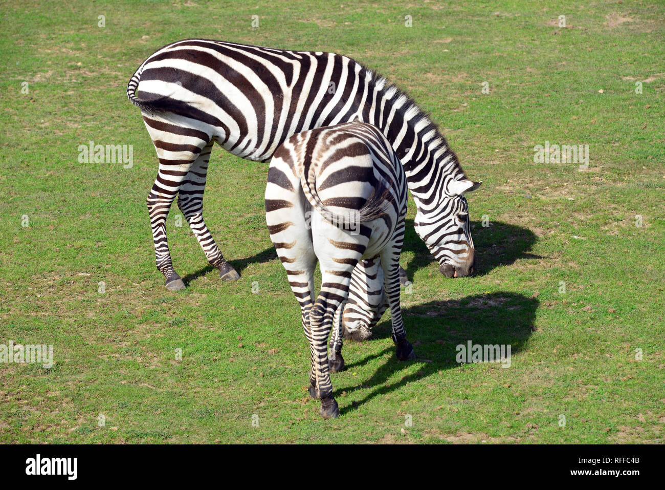 Grant's zebra, Böhm oder GrantZebra, Böhmzebra, Equus quagga boehmi