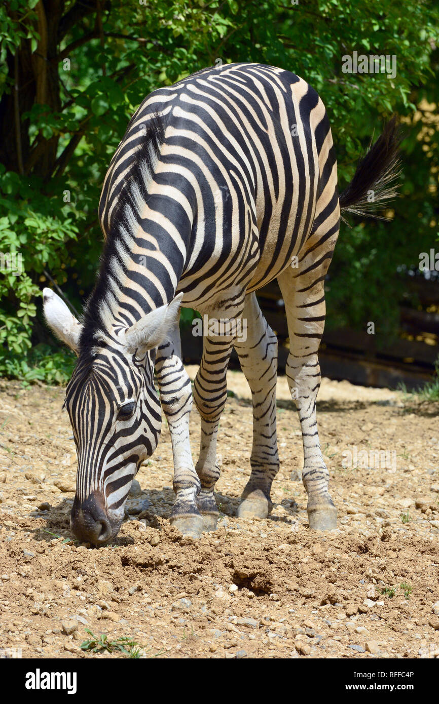 chapmans zebra