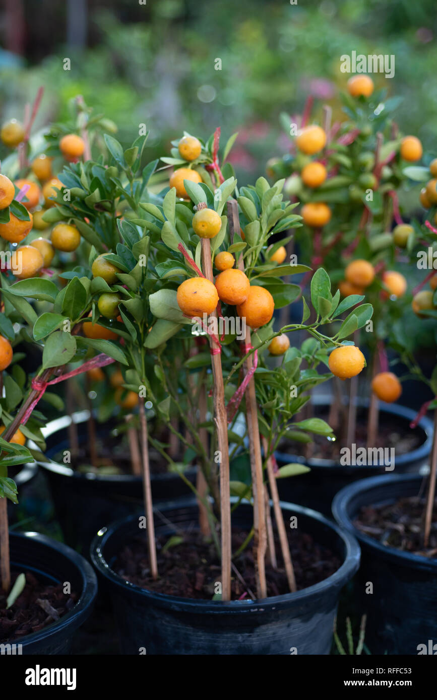 The orange tree in the pot Stock Photo Alamy