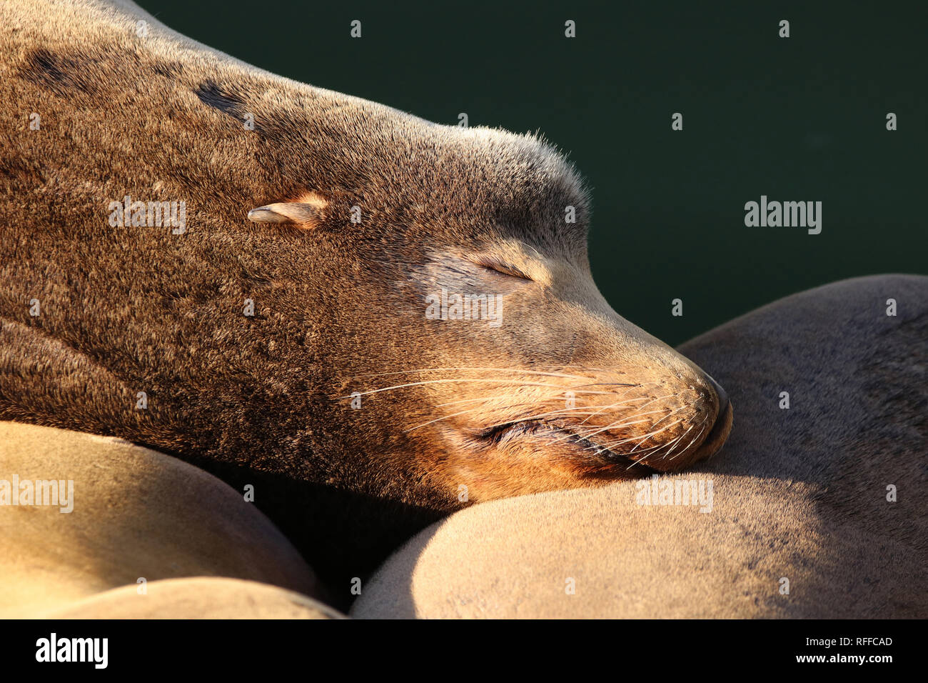 Kalifornischer Seelöwe, California Sea Lion, Zalophus californianus sleeping in Newport Oregon Stock Photo