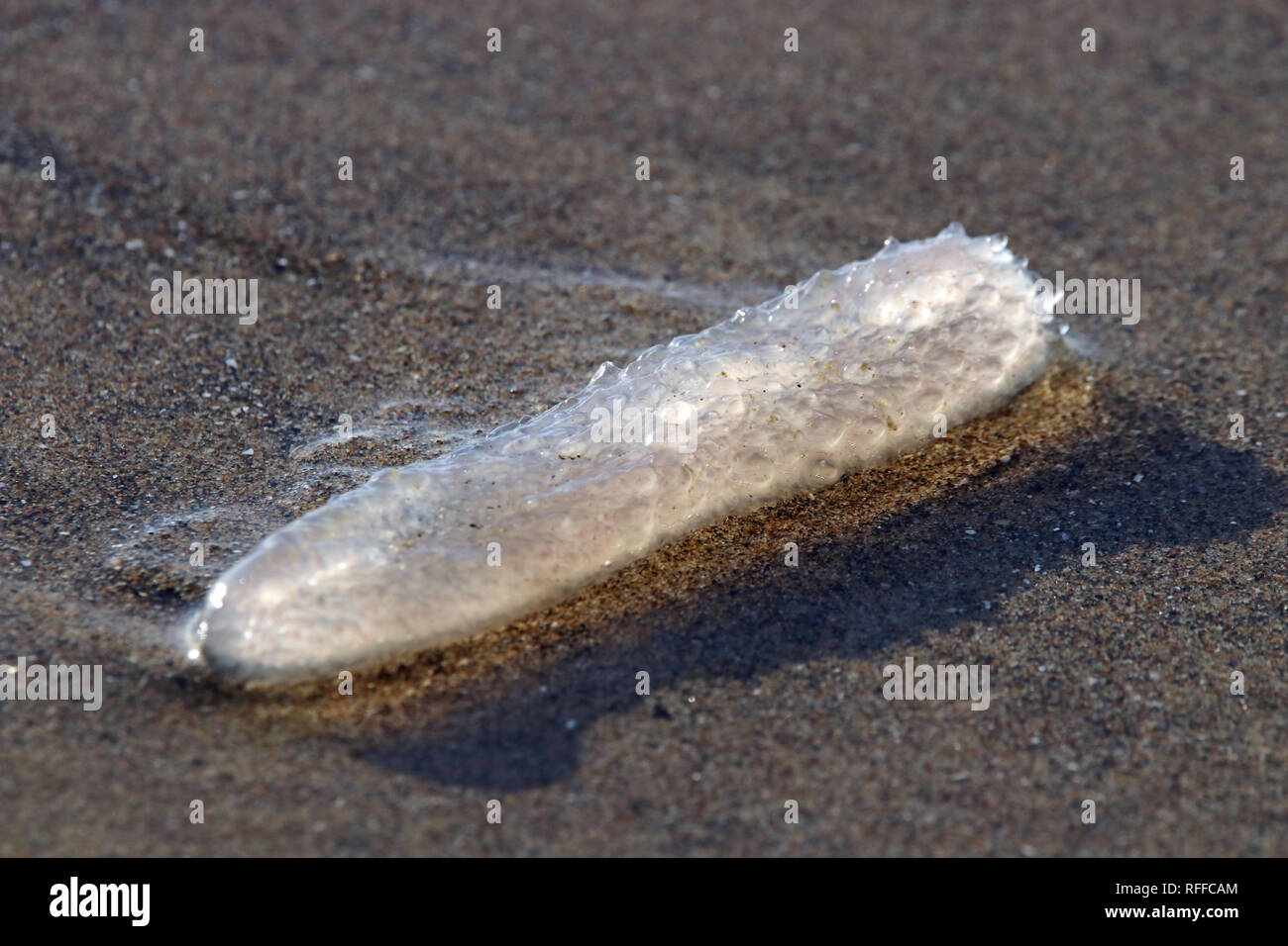 Pyrosoma atlanticum, Feuerwalze at Cannon Beach Oregon Stock Photo Alamy