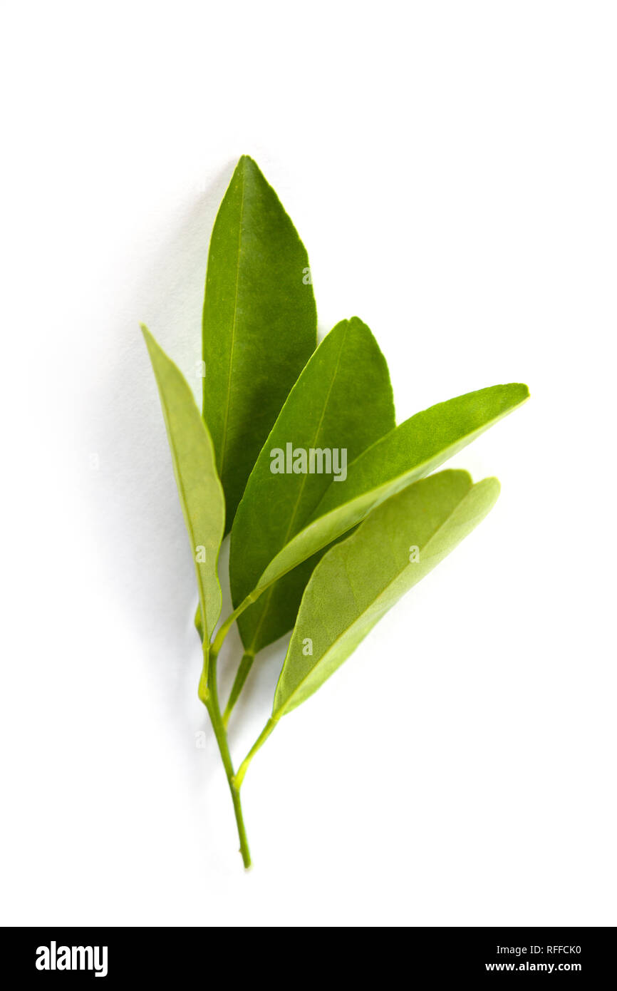 Citrus microcarpa leaves isolated on white background from above. Stock Photo