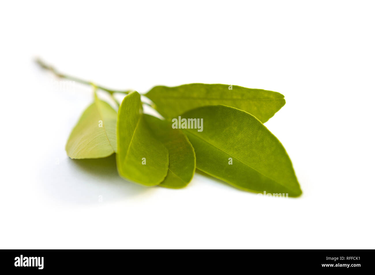 Green Calamondin or citrus microcarpa branch with leaves isolated on white background. Stock Photo