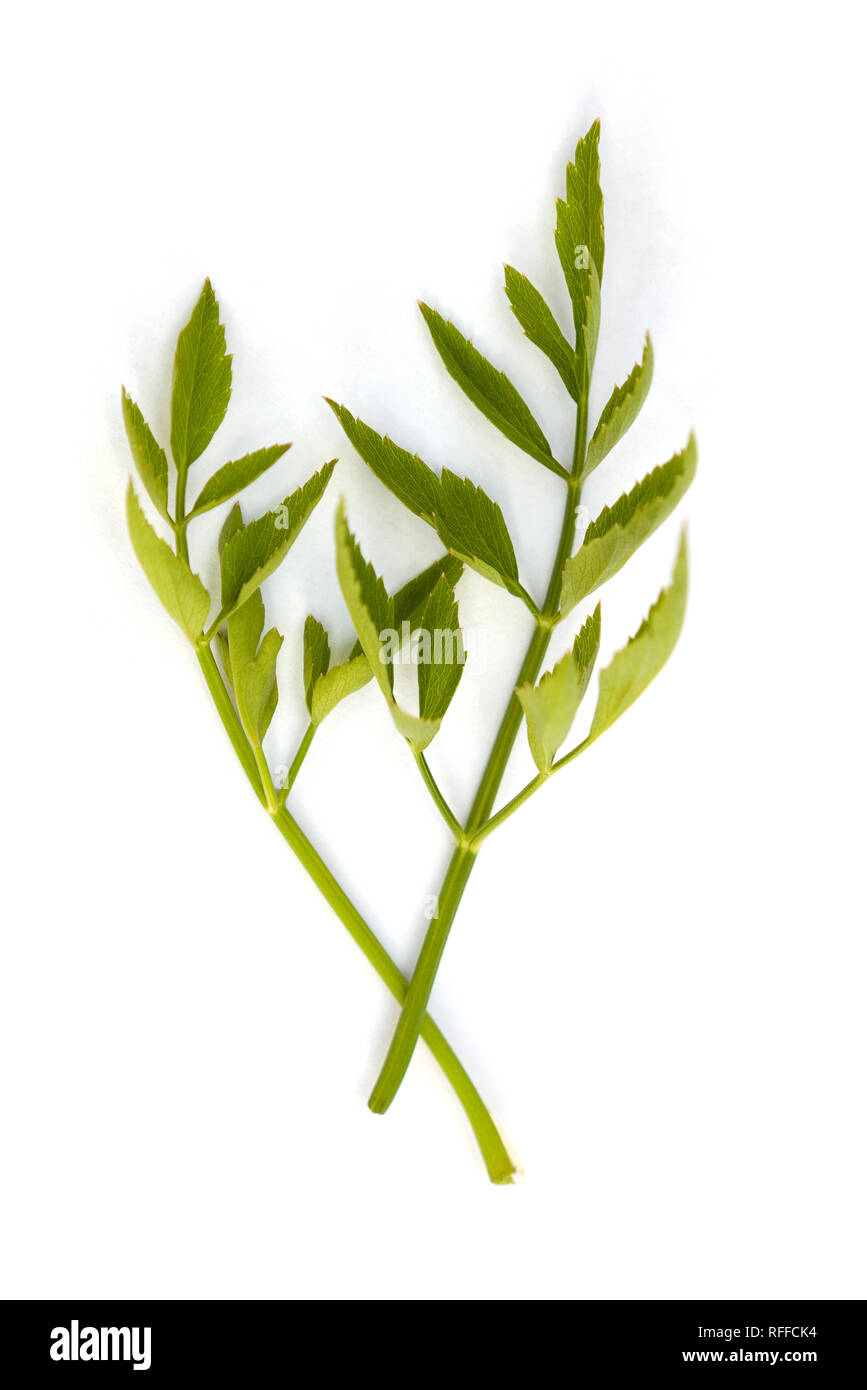 Oenanthe javanica also known as water celery from asia isolated on white background. Stock Photo