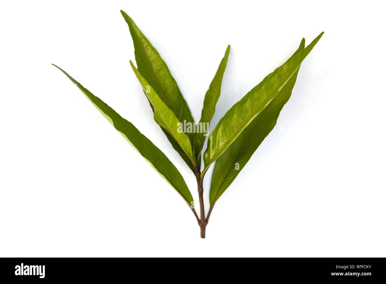 Willow-leaved Justicia medicine flower leaves isolated on white background from above. Stock Photo