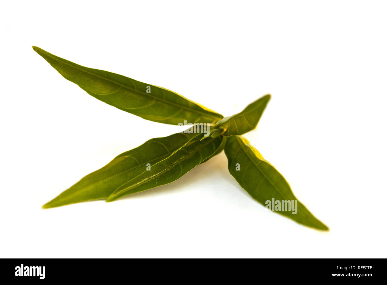 Willow-leaved Justicia medicine flower isolated on white background. Stock Photo