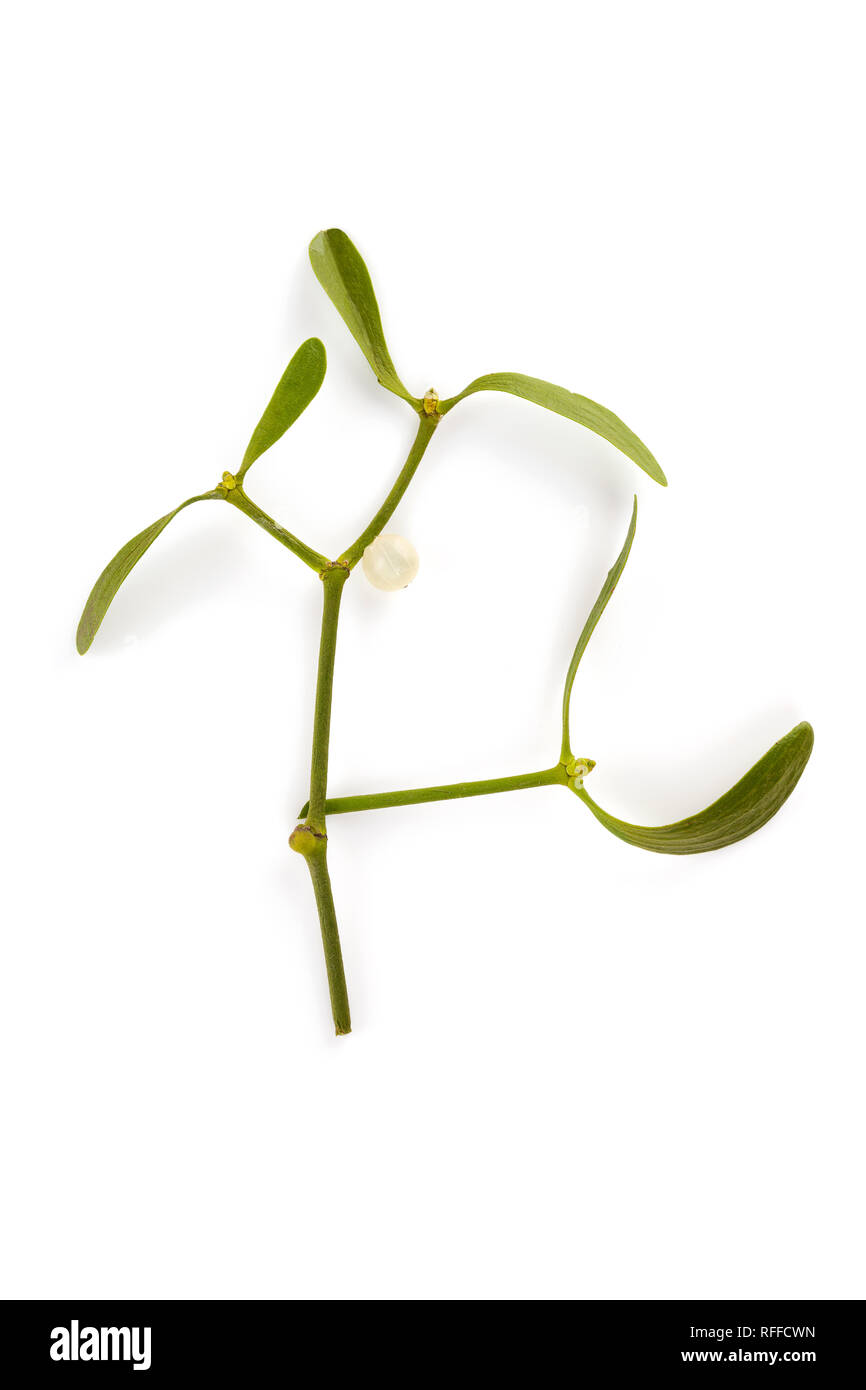 Mistletoe branch with berry isolated on white background from above ...