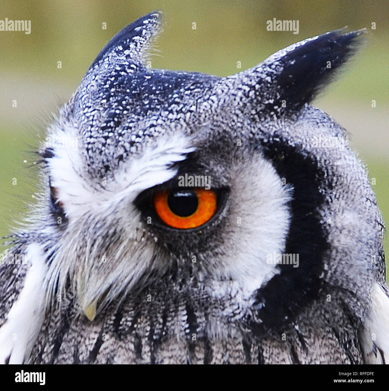 White-Faced Scops Owl (Ptilopsis leucotis) Stock Photo