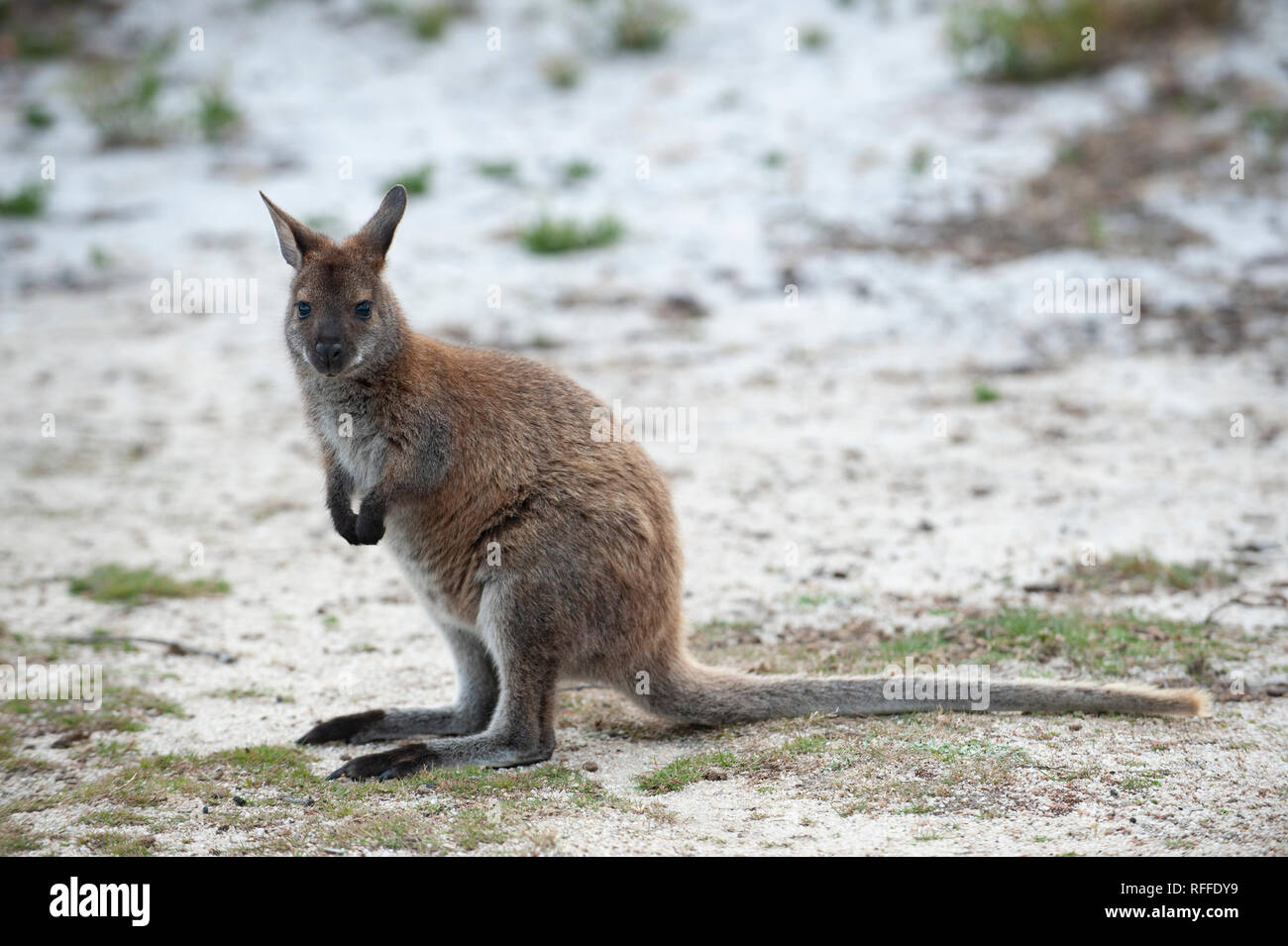 Red-necked wallaby at the Bay of Fires, Tasmania, Australia Stock Photo