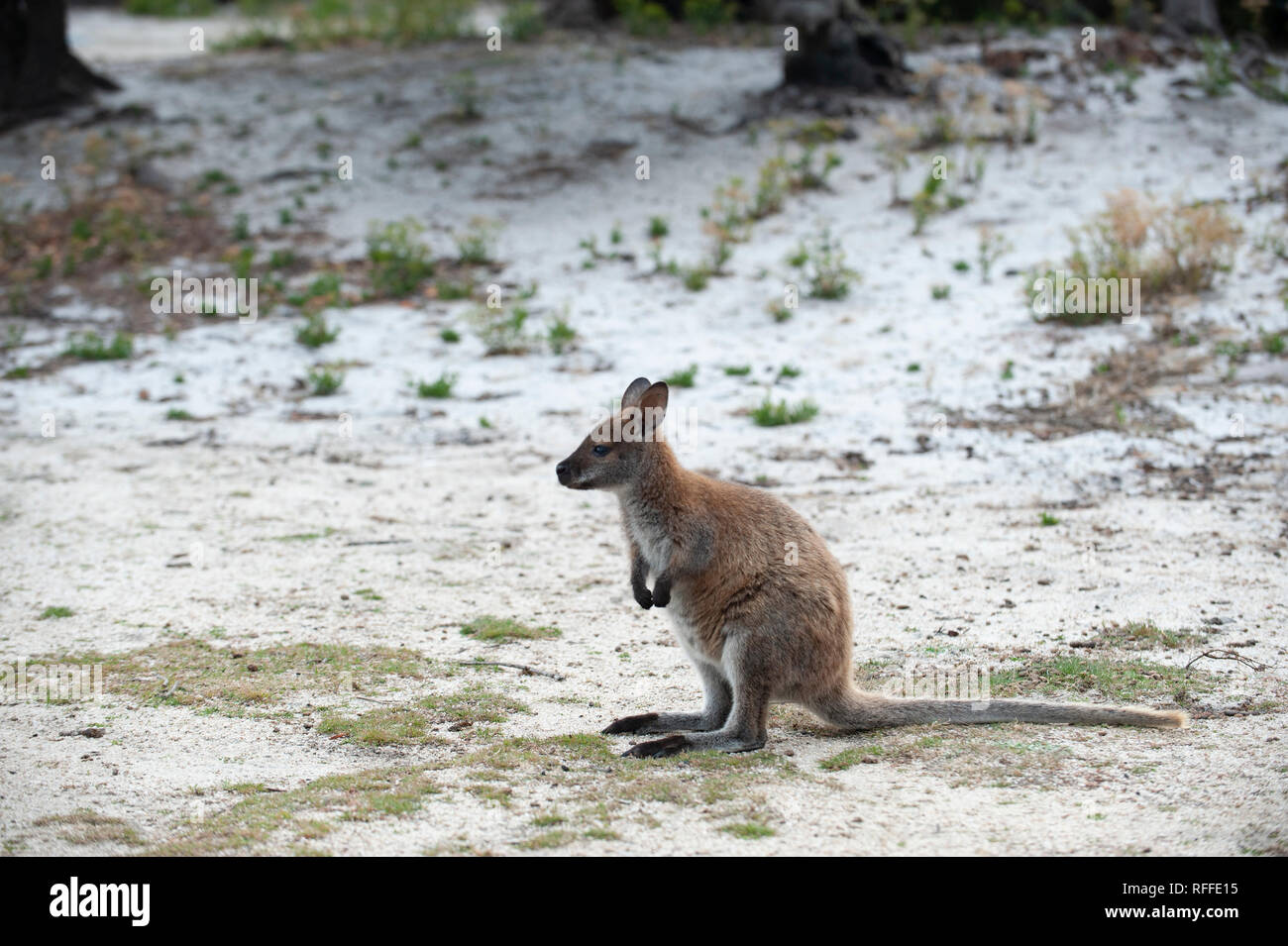 Red-necked wallaby at the Bay of Fires, Tasmania, Australia Stock Photo