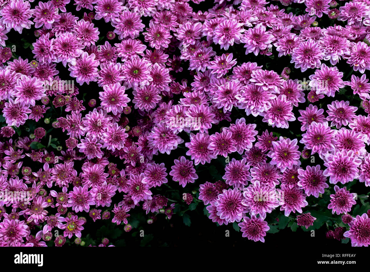 Purple flowers in bloom Stock Photo - Alamy