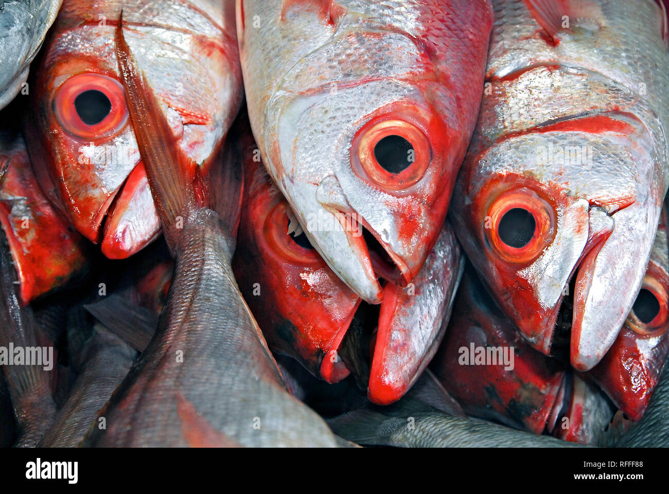 Red eyed Fishes at the Central Wet Market in Puerto Princesa City, Palawan Province, Philippines Stock Photo