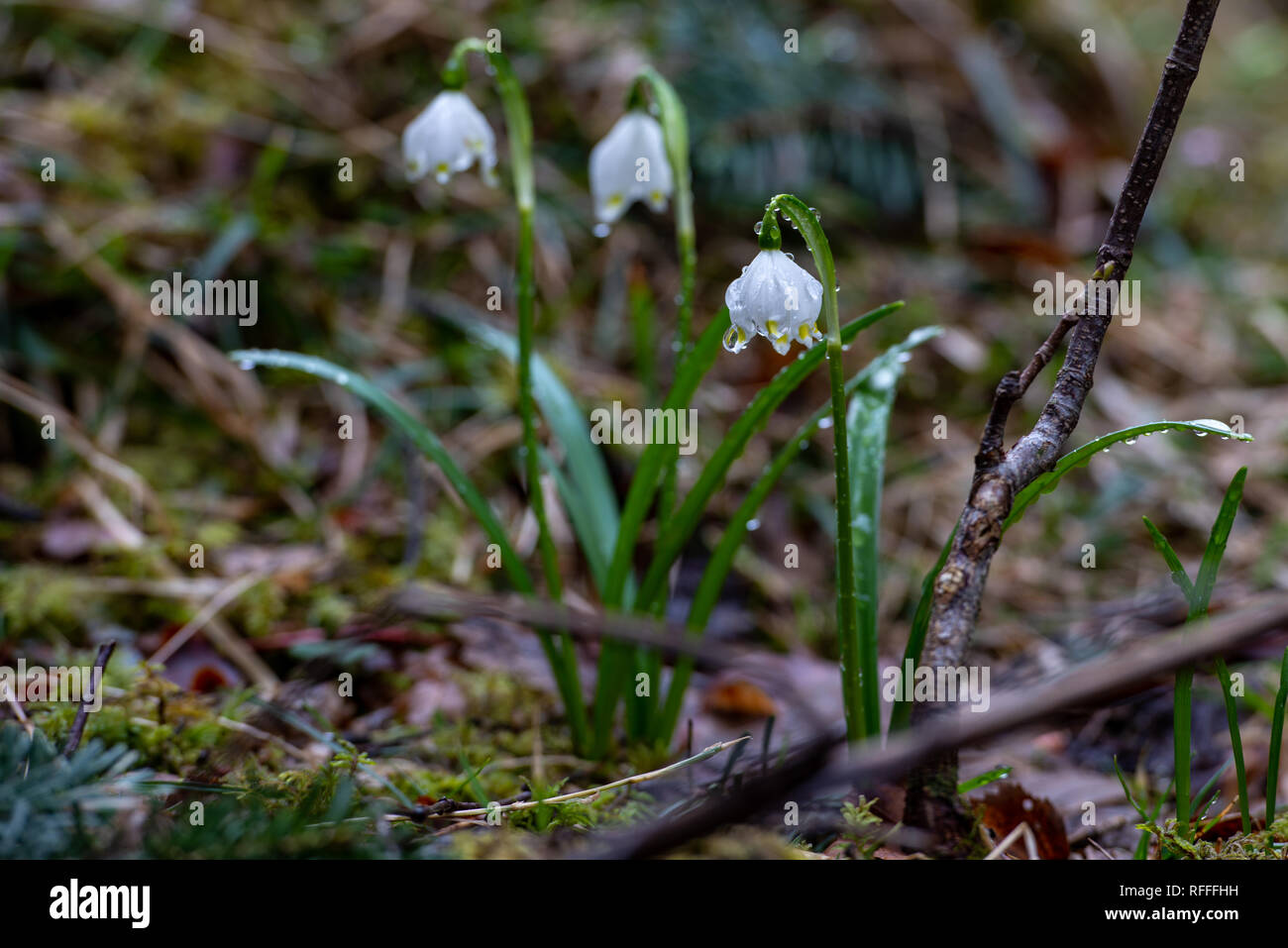 wet ground with autumn crocus covered with raindrops Stock Photo