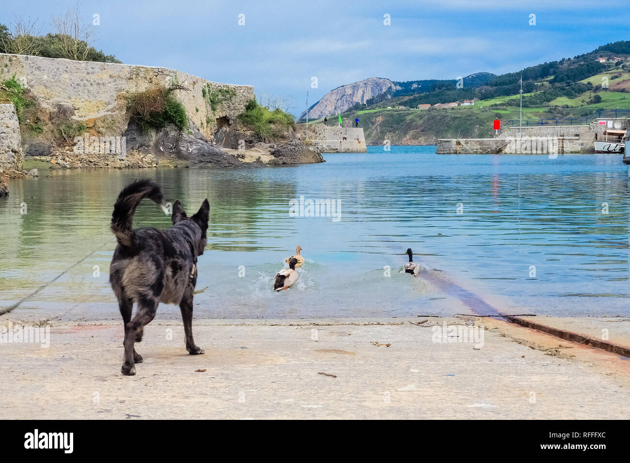 Dog chasing some ducks in the port of Mundaca in Vizcaya on a cloudy day, Spain Stock Photo