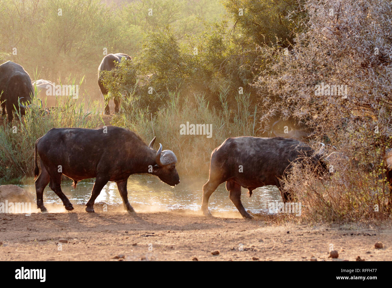 Cape Buffalo (Syncerus caffer) Stock Photo