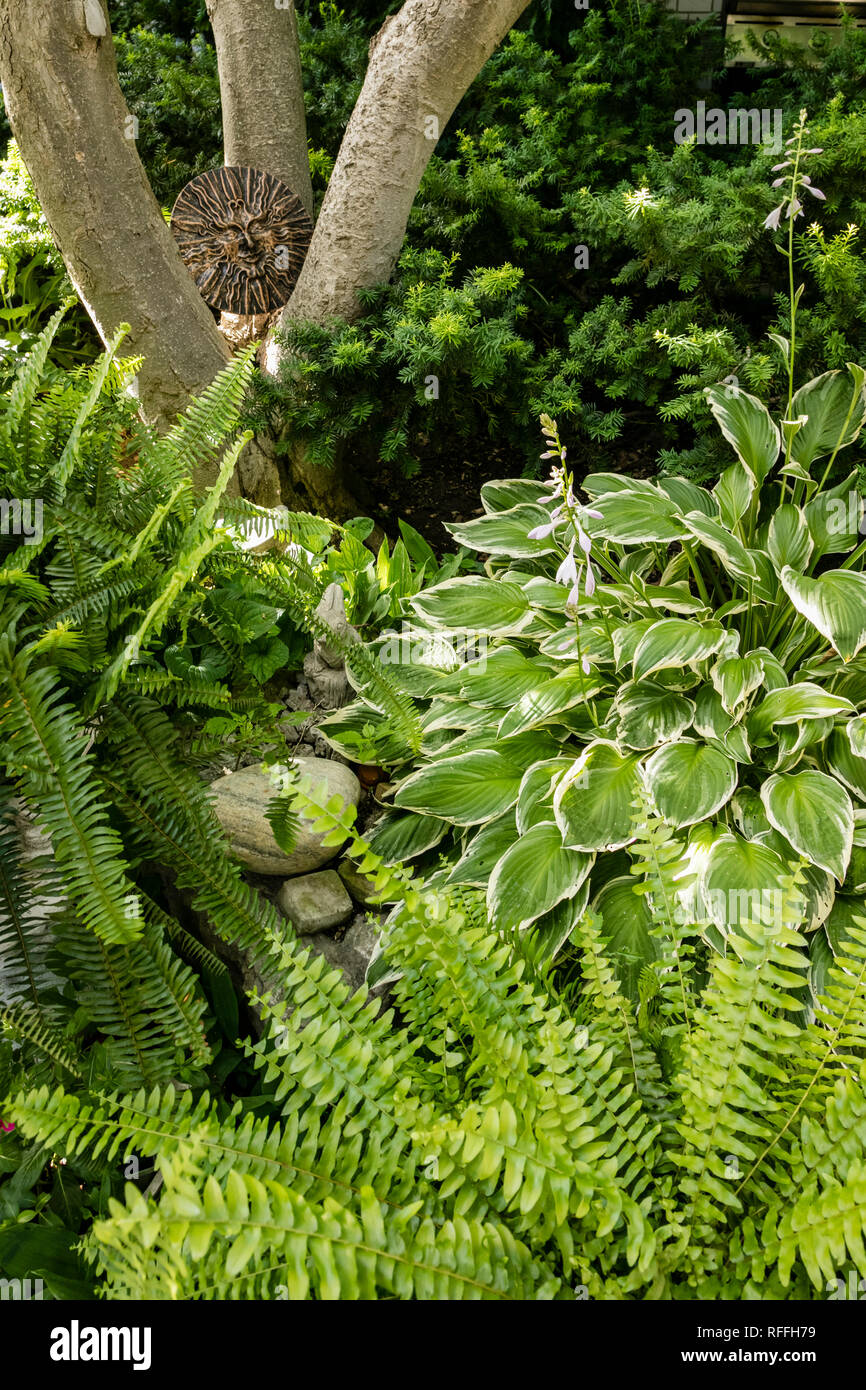 Closeup of garden scene with Hosta, Fern and Yew Stock Photo