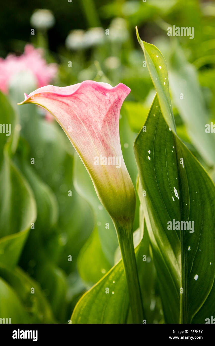 Closeup of Clila Lily and leaves. Stock Photo