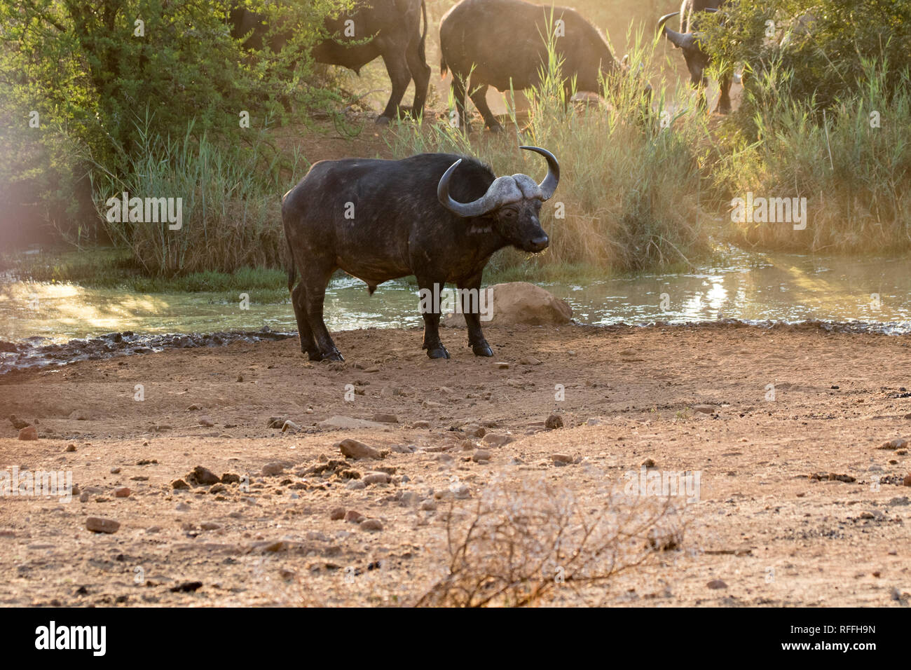 Cape Buffalo (Syncerus caffer) Stock Photo