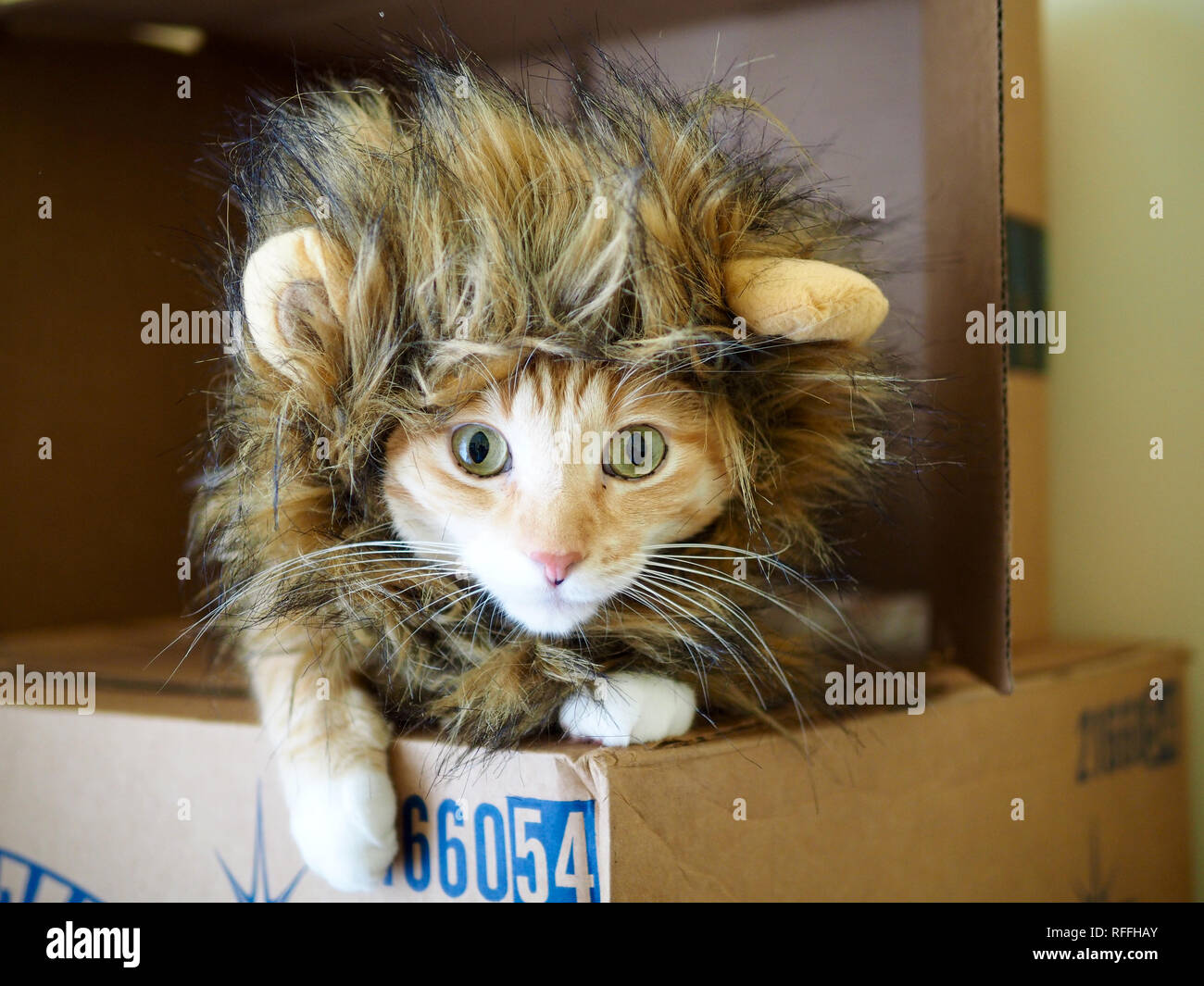 Mika the orange tabby with Lion outfit Stock Photo