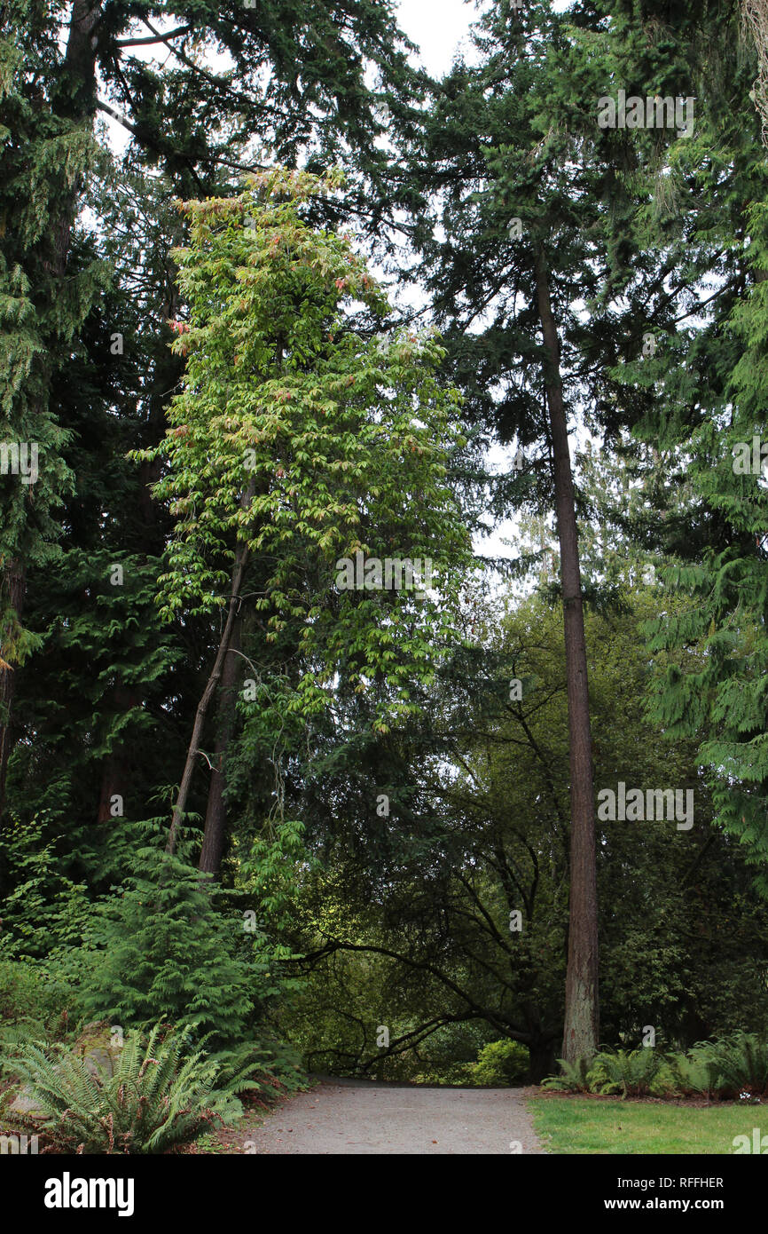 A path leading into a wooded area lined with grass, pine, trees, ferns