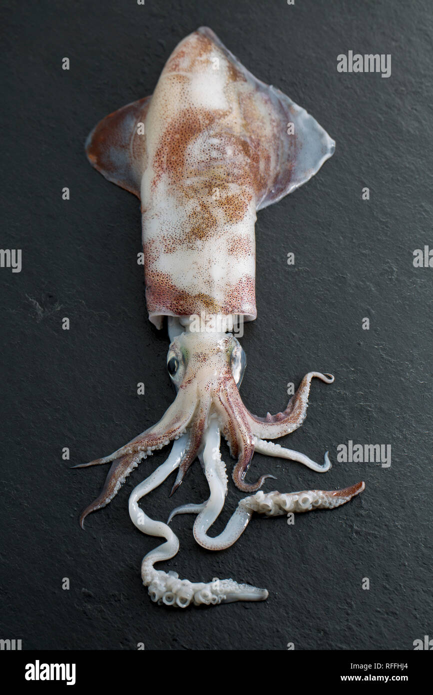 A freshly caught Loligo vulgaris squid, that was caught on a lure and rod and line in Dorset England UK GB. Displayed on a dark stone background. Stock Photo