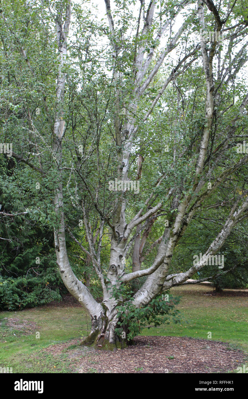 A sprawling birch tree growing in the Washington Park Arboretum in