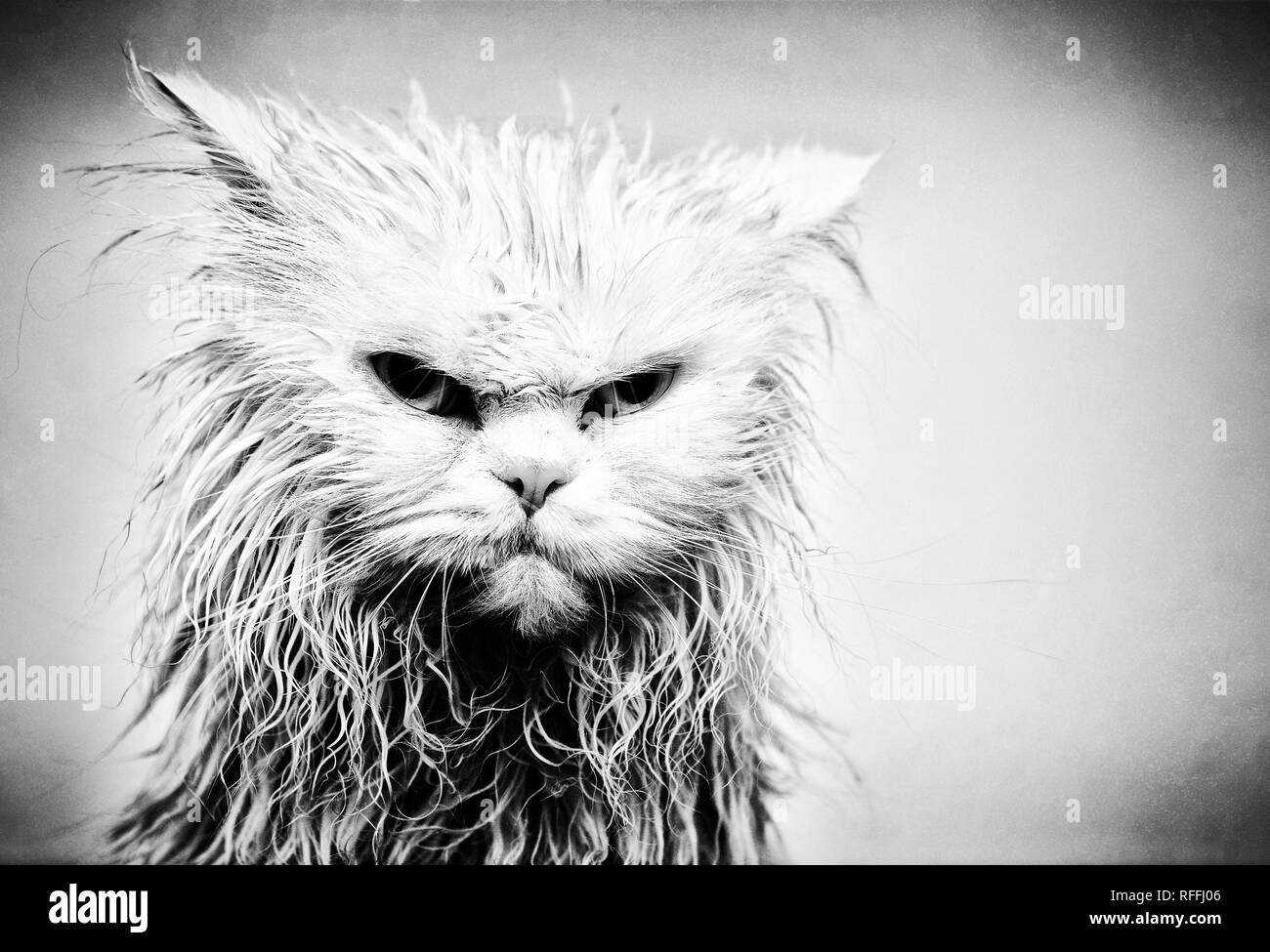 Cat Angry Cat GIF - Cat Angry Cat - Discover & Share GIFs