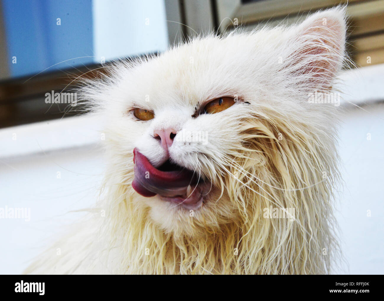 Funny wet cat after bath Stock Photo Alamy