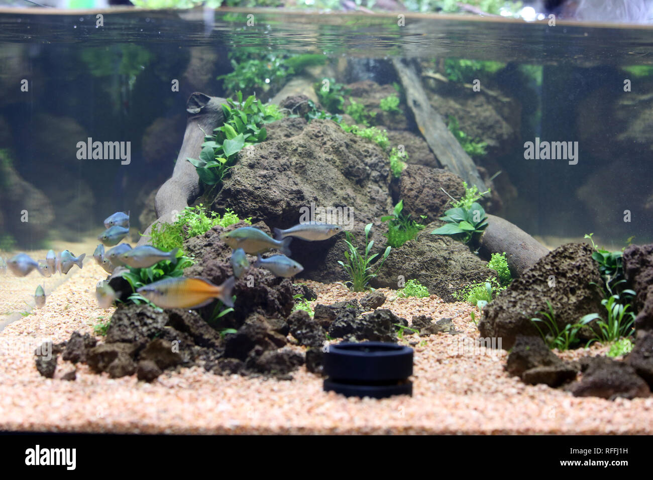a beautiful fresh water aquarium photo Stock Photo