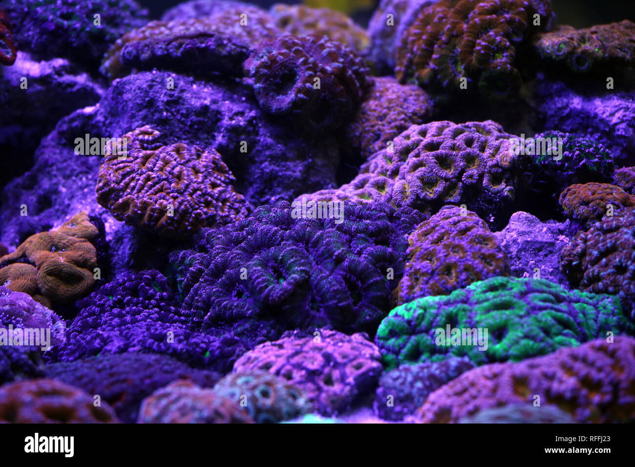 A beautiful coral reef aquarium under blue lights Stock Photo