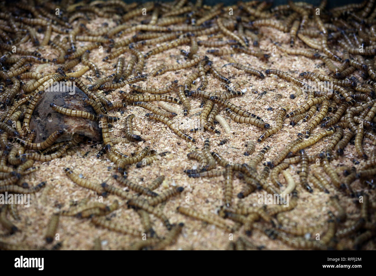 worm insects, feed for reptiles at market Stock Photo Alamy