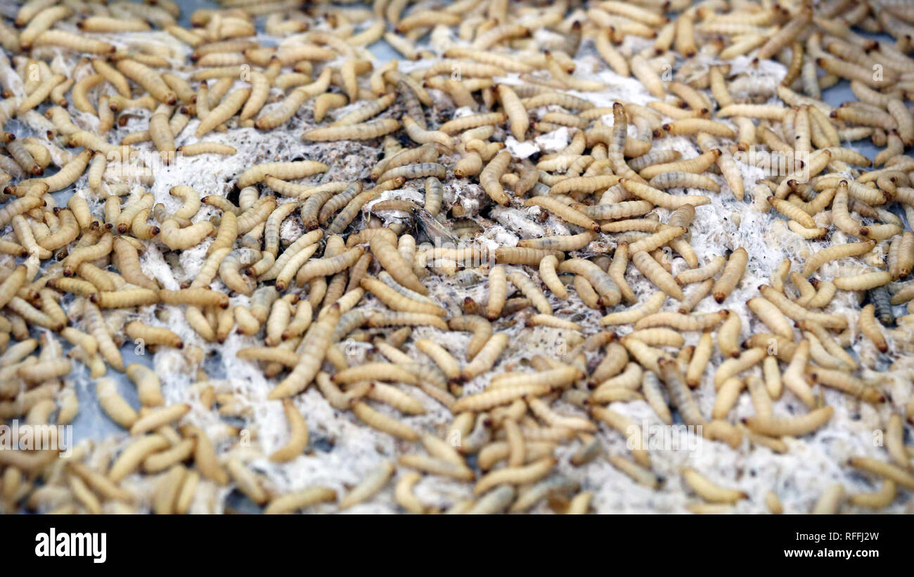 worm insects, feed for reptiles at market Stock Photo Alamy