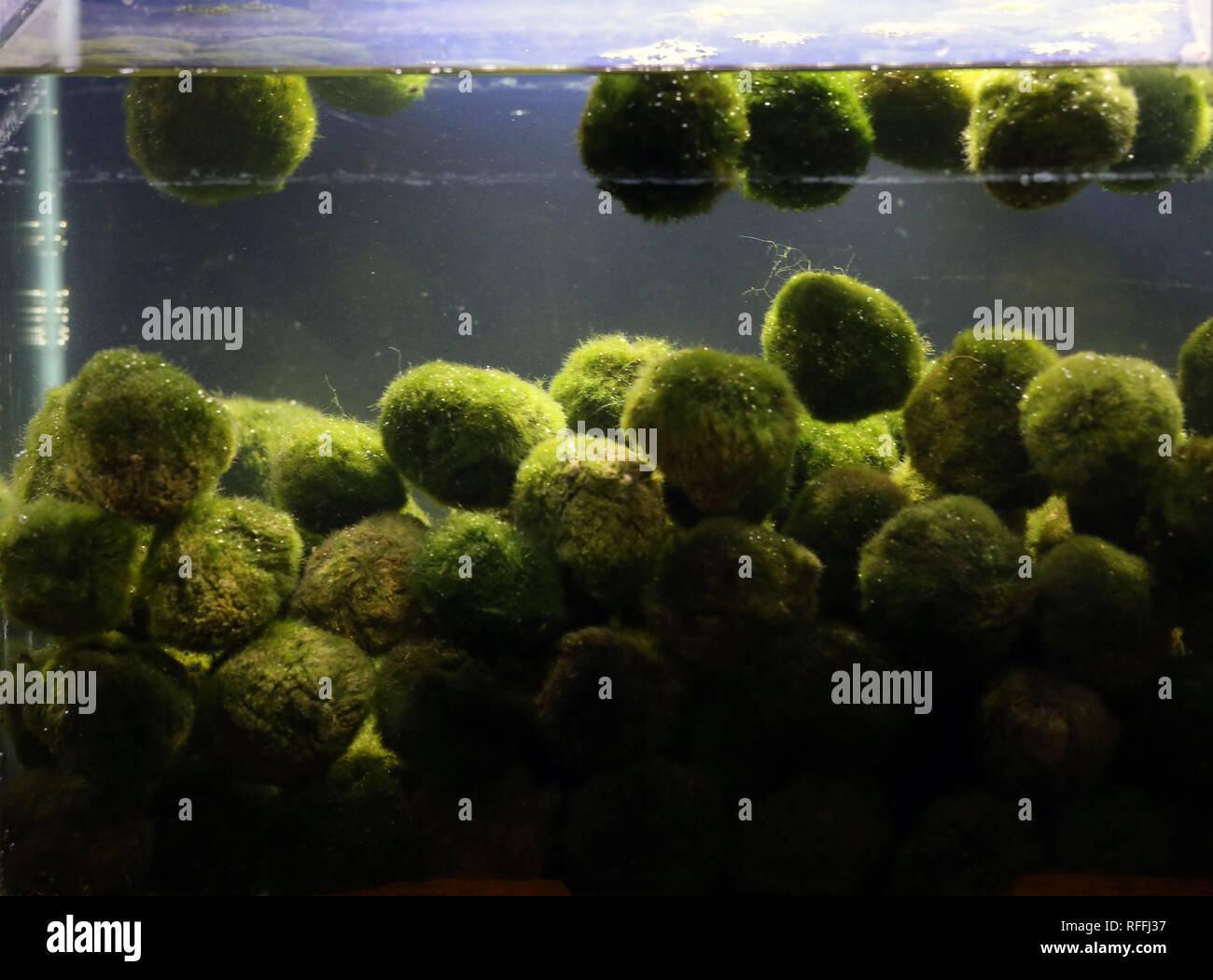 Cladophora plant balls in aquarium Stock Photo