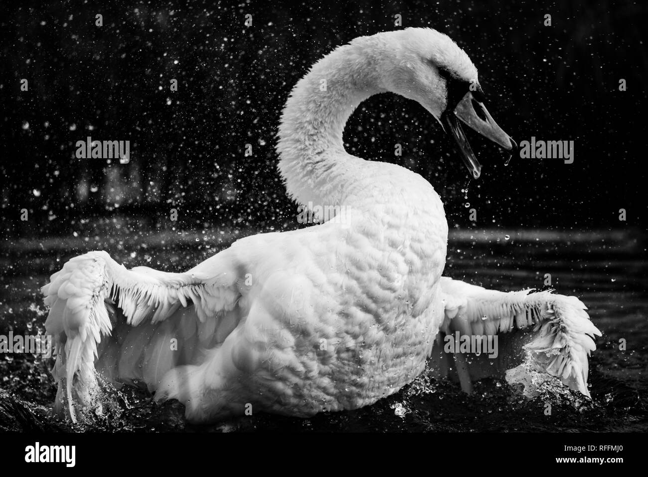Stunning british wildlife Black and White Stock Photos & Images - Alamy