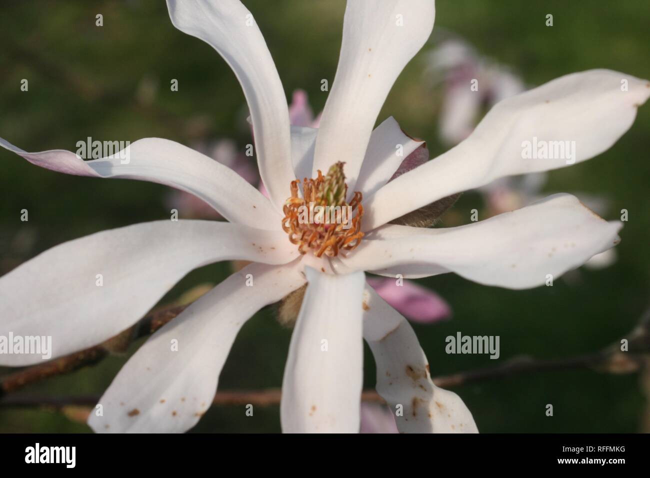 Flower photography macro hi-res stock photography and images - Alamy