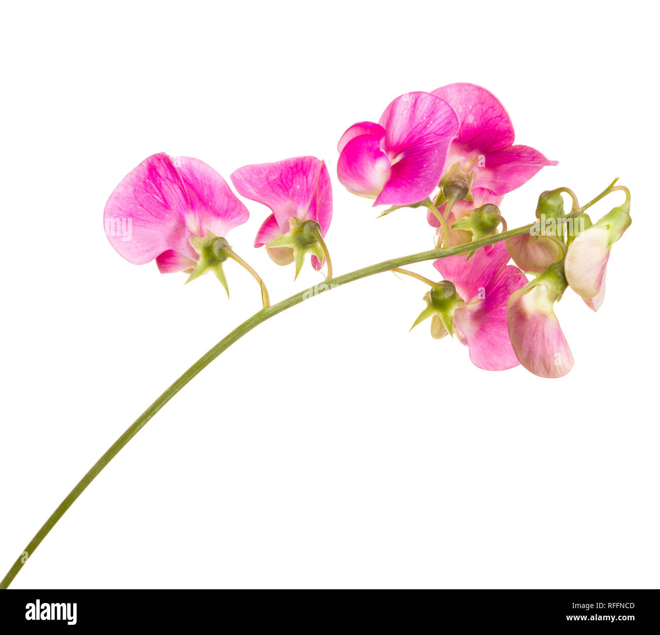 Pink Sweet Pea